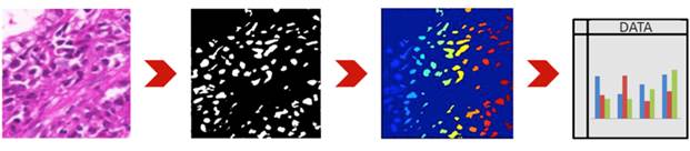 Lab Session B: Microscopy Image Quantitative Analysis Using Digital Processing